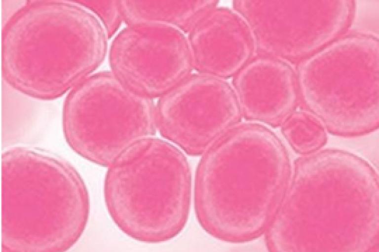 Análise de moléculas