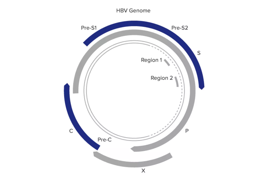 Ilustração do ensaio Aptima™ HBV Quant concebido para transmitir confiança num amplo intervalo dinâmico